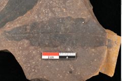 Foto (Detailsansicht) von Quercus palaeoilex Ettingshausen (NHMW-GEO-2024-0188-0948)